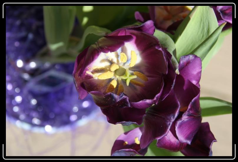 purple twolips 2.jpg - In close and personal.
